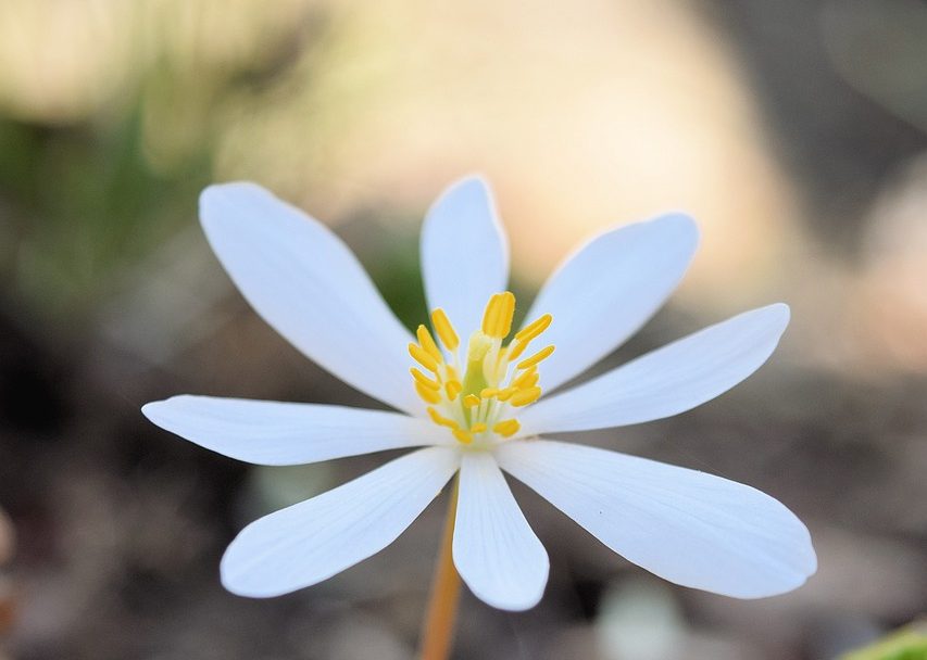 bloodroot, spring, woods