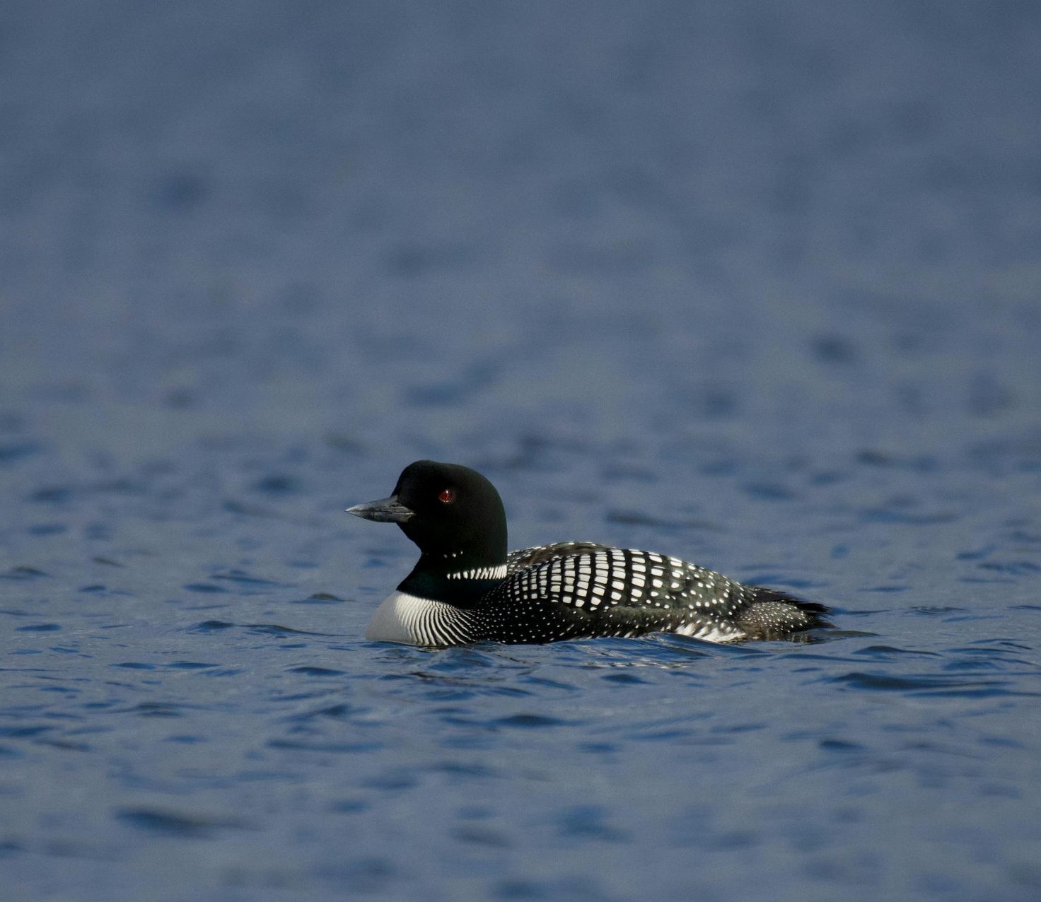 A solitary common loon swimming gracefully on a calm blue lake, captured in wildlife photography.